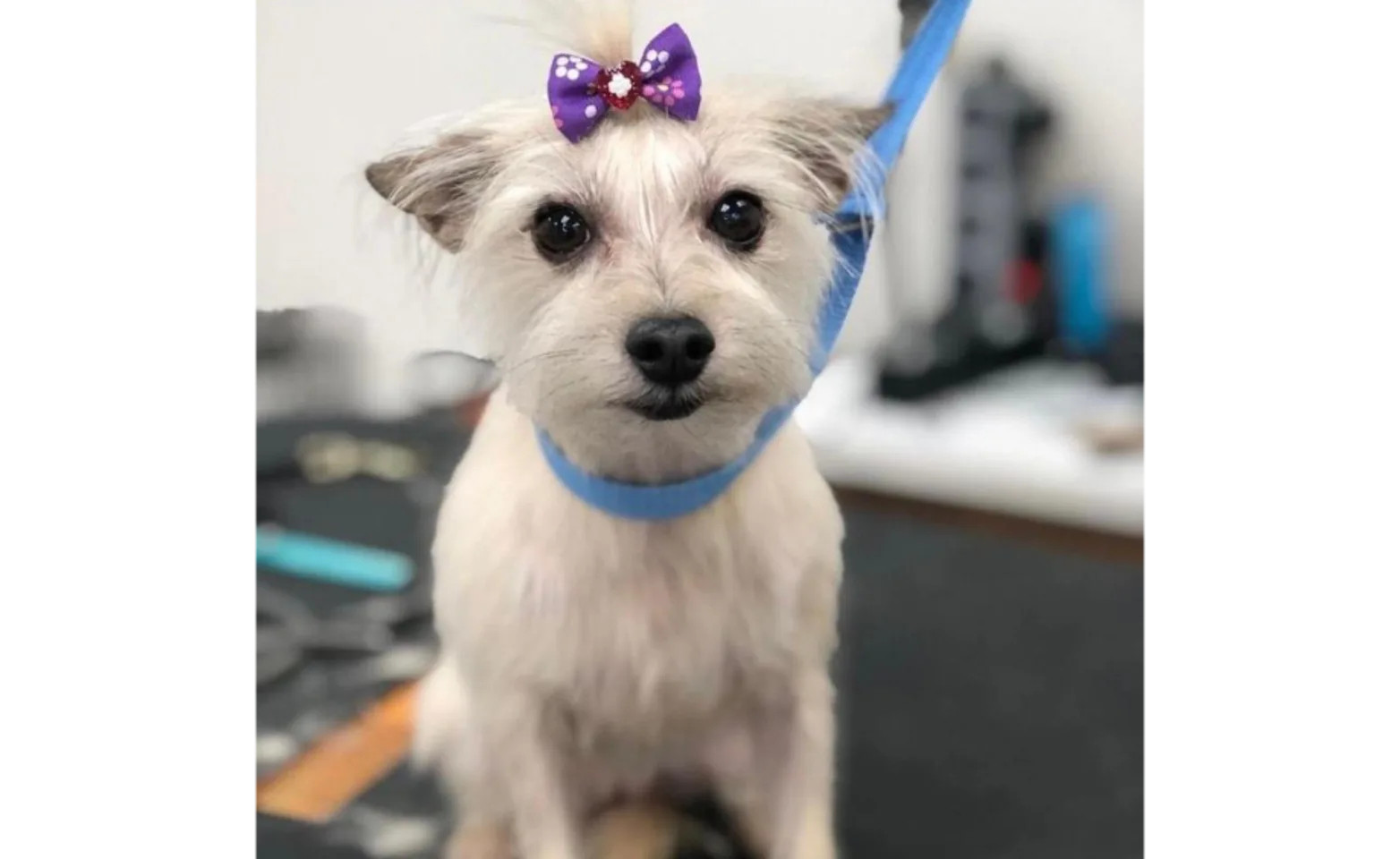 White dog with sparkly purple bow and blue leash